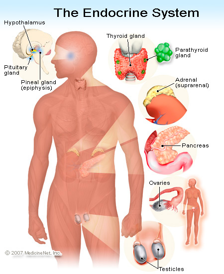 The Endocrine System